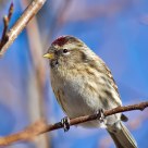 Common Redpoll